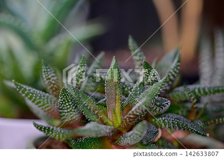 十二卷屬植物 十二卷屬植物 142633807