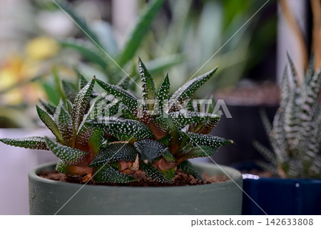 Haworthia enon Haworthia enon 142633808