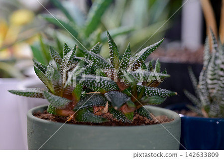 Haworthia enon Haworthia enon 142633809