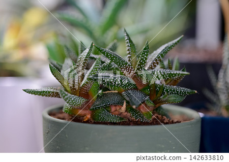 十二卷屬植物 142633810