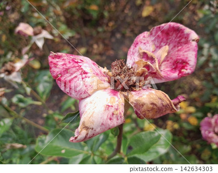 Withered Rose Bloom Showing the Beauty of Natural Aging in the Garden Withered Rose Bloom Showing the Beauty of Natural Aging in the Garden 142634303