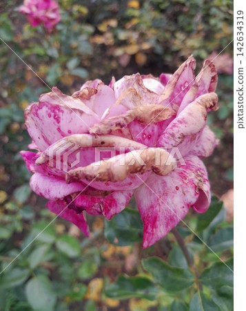 Withered Rose Bloom Showing the Beauty of Natural Aging in the Garden Withered Rose Bloom Showing the Beauty of Natural Aging in the Garden 142634319