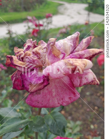 Withered Rose Bloom Showing the Beauty of Natural Aging in the Garden Withered Rose Bloom Showing the Beauty of Natural Aging in the Garden 142634320