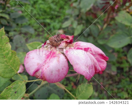 Withered Rose Bloom Showing the Beauty of Natural Aging in the Garden Withered Rose Bloom Showing the Beauty of Natural Aging in the Garden 142634321