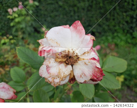 Withered Rose Bloom Showing the Beauty of Natural Aging in the Garden 142634322