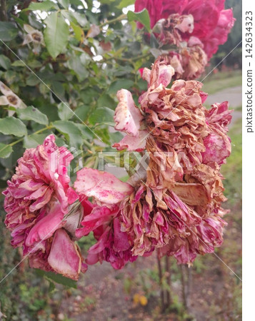Withered Rose Bloom Showing the Beauty of Natural Aging in the Garden Withered Rose Bloom Showing the Beauty of Natural Aging in the Garden 142634323