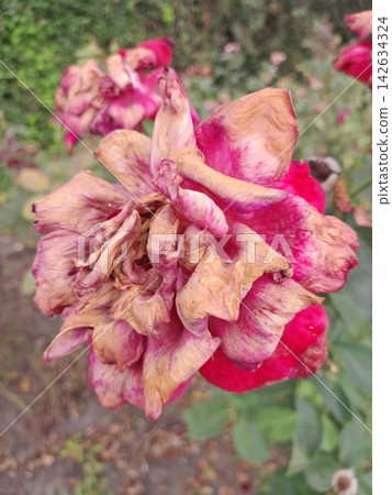 Withered Rose Bloom Showing the Beauty of Natural Aging in the Garden Withered Rose Bloom Showing the Beauty of Natural Aging in the Garden 142634324
