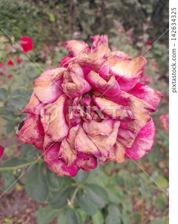 Withered Rose Bloom Showing the Beauty of Natural Aging in the Garden Withered Rose Bloom Showing the Beauty of Natural Aging in the Garden 142634325