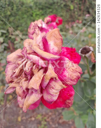 Withered Rose Bloom Showing the Beauty of Natural Aging in the Garden Withered Rose Bloom Showing the Beauty of Natural Aging in the Garden 142634326