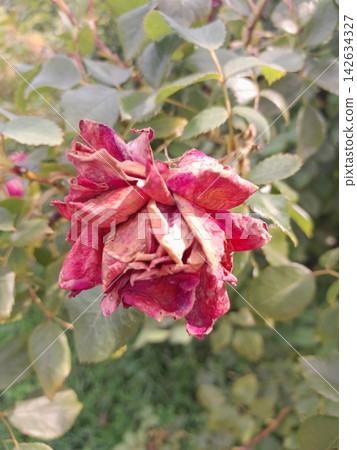 Withered Rose Bloom Showing the Beauty of Natural Aging in the Garden 142634327