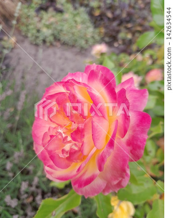 Close-Up of Blooming Rose Flower on the Bush in Summer Garden Close-Up of Blooming Rose Flower on the Bush in Summer Garden 142634544