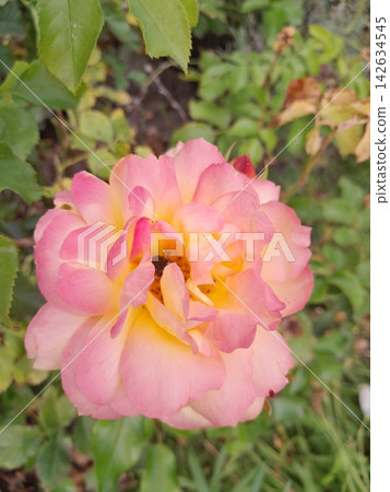Close-Up of Blooming Rose Flower on the Bush in Summer Garden Close-Up of Blooming Rose Flower on the Bush in Summer Garden 142634545