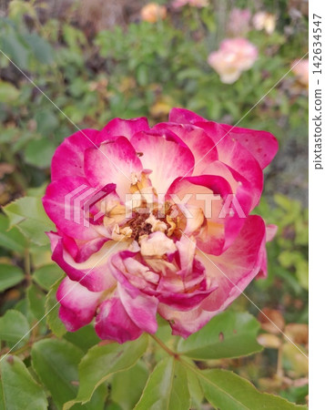 Close-Up of Blooming Rose Flower on the Bush in Summer Garden Close-Up of Blooming Rose Flower on the Bush in Summer Garden 142634547