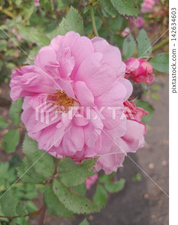Close-Up of Blooming Rose Flower on the Bush in Summer Garden Close-Up of Blooming Rose Flower on the Bush in Summer Garden 142634603