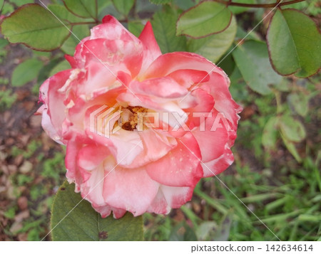 Close-Up of Blooming Rose Flower on the Bush in Summer Garden Close-Up of Blooming Rose Flower on the Bush in Summer Garden 142634614