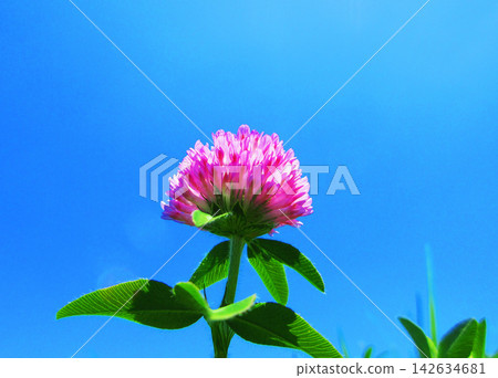 A beautiful scene of red clover (Trifolium repens) against a blue sky. A beautiful scene of red clover (Trifolium repens) against a blue sky. 142634681