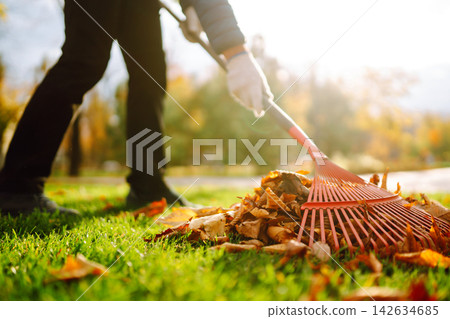 Rake with fallen leaves in autumn. Man cleans the autumn park from yellow leaves. Volunteering. Rake with fallen leaves in autumn. Man cleans the autumn park from yellow leaves. Volunteering. 142634685