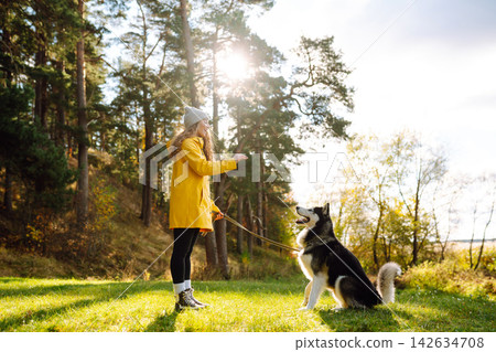 Woman with her husky dog walks in autumn forest. A cheerful pet spends time with its owner outdoors. 142634708