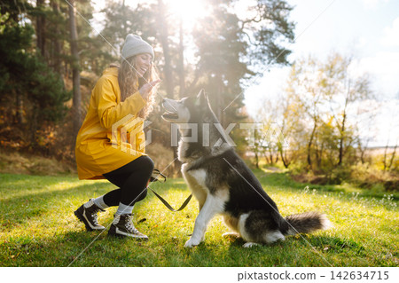 Woman with her husky dog walks in autumn forest. A cheerful pet spends time with its owner outdoors. Woman with her husky dog walks in autumn forest. A cheerful pet spends time with its owner outdoors. 142634715