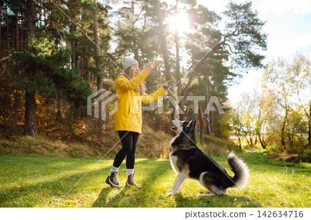 Woman with her husky dog walks in autumn forest. A cheerful pet spends time with its owner outdoors. Woman with her husky dog walks in autumn forest. A cheerful pet spends time with its owner outdoors. 142634716
