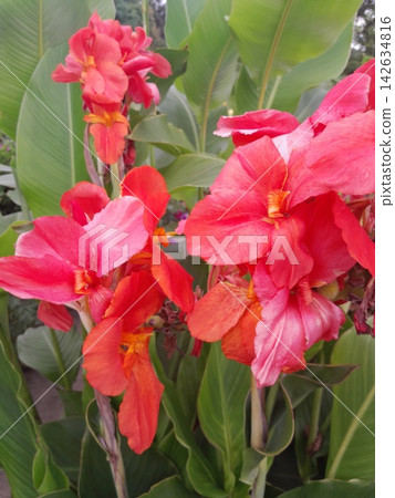 Canna Flowers Blossom Close-Up in Summer Garden Sunlight Canna Flowers Blossom Close-Up in Summer Garden Sunlight 142634816