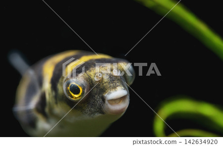 Tetraodon Pufferfish Swimming in Freshwater Aquarium Tetraodon Pufferfish Swimming in Freshwater Aquarium 142634920