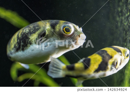 Tetraodon Pufferfish Swimming in Freshwater Aquarium Tetraodon Pufferfish Swimming in Freshwater Aquarium 142634924