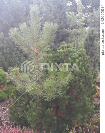 Beautiful summer landscape with lush green trees, green bushes Beautiful summer landscape with lush green trees, green bushes 142635054