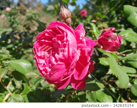 Beautiful Rose Flower Blooming in Sunny Garden Close Up Beautiful Rose Flower Blooming in Sunny Garden Close Up 142635154