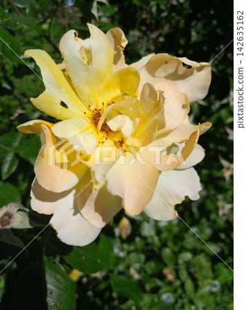 Beautiful Rose Flower Blooming in Sunny Garden Close Up Beautiful Rose Flower Blooming in Sunny Garden Close Up 142635162