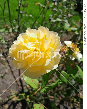 Beautiful Rose Flower Blooming in Sunny Garden Close Up Beautiful Rose Flower Blooming in Sunny Garden Close Up 142635164