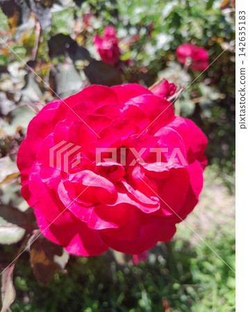 Beautiful Rose Flower Blooming in Sunny Garden Close Up Beautiful Rose Flower Blooming in Sunny Garden Close Up 142635183