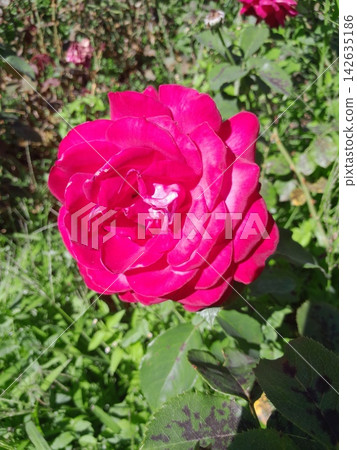 Beautiful Rose Flower Blooming in Sunny Garden Close Up Beautiful Rose Flower Blooming in Sunny Garden Close Up 142635186