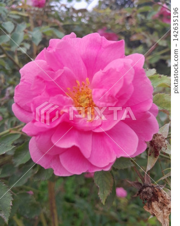 Beautiful Rose Flower Blooming in Sunny Garden Close Up Beautiful Rose Flower Blooming in Sunny Garden Close Up 142635196