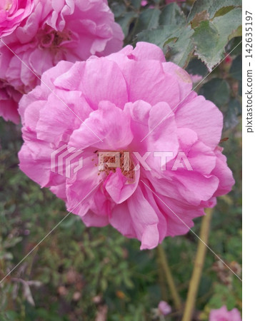 Beautiful Rose Flower Blooming in Sunny Garden Close Up Beautiful Rose Flower Blooming in Sunny Garden Close Up 142635197