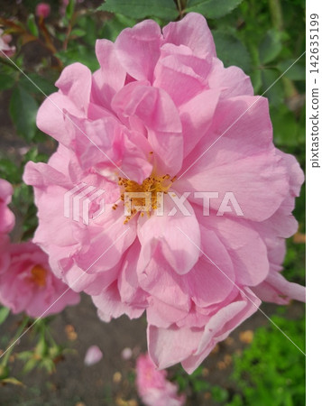 Beautiful Rose Flower Blooming in Sunny Garden Close Up Beautiful Rose Flower Blooming in Sunny Garden Close Up 142635199