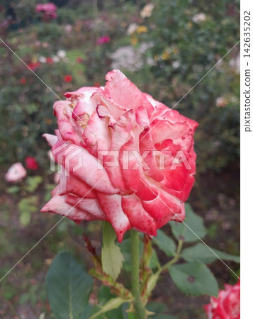 Beautiful Rose Flower Blooming in Sunny Garden Close Up Beautiful Rose Flower Blooming in Sunny Garden Close Up 142635202