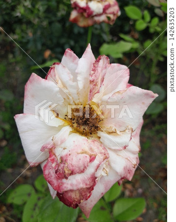 Beautiful Rose Flower Blooming in Sunny Garden Close Up Beautiful Rose Flower Blooming in Sunny Garden Close Up 142635203