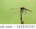 A red dragonfly perched on withered grass 142635241