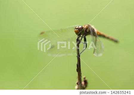 A red dragonfly perched on withered grass A red dragonfly perched on withered grass 142635241