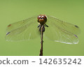 A red dragonfly perched on withered grass 142635242