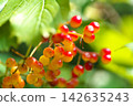 Kamboku fruit 142635243