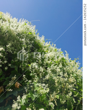 Flowering Climbing Vine with White Blooms and Dense Green Foliage Flowering Climbing Vine with White Blooms and Dense Green Foliage 142635252