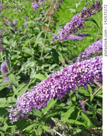 Bright Purple Butterfly bush Blooming in Sunny Garden Close Up Bright Purple Butterfly bush Blooming in Sunny Garden Close Up 142635272