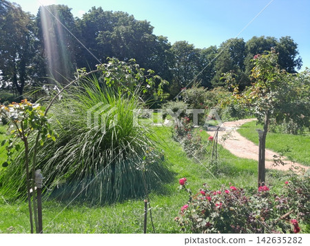 Scenic Botanical Garden Landscape with Trees Under Clear Blue Sky 142635282