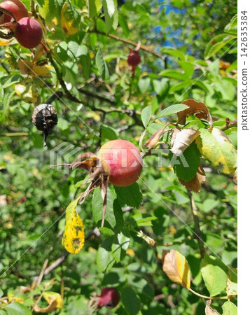 Rose Hip Berry Close Up Among Green Leaves in Summer Garden Rose Hip Berry Close Up Among Green Leaves in Summer Garden 142635384