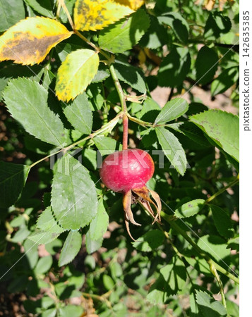 Rose Hip Berry Close Up Among Green Leaves in Summer Garden Rose Hip Berry Close Up Among Green Leaves in Summer Garden 142635385