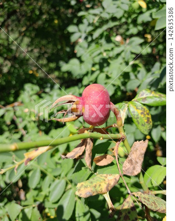 Rose Hip Berry Close Up Among Green Leaves in Summer Garden Rose Hip Berry Close Up Among Green Leaves in Summer Garden 142635386