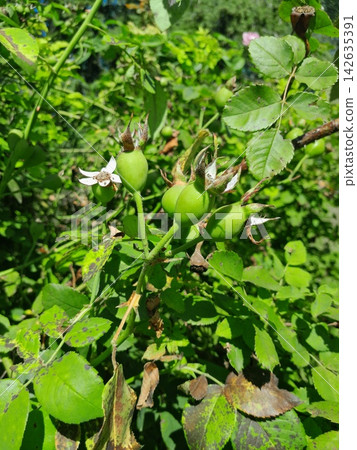 Rose Hip Berry Close Up Among Green Leaves in Summer Garden Rose Hip Berry Close Up Among Green Leaves in Summer Garden 142635391