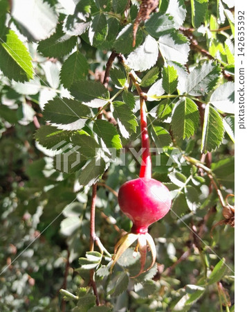 Rose Hip Berry Close Up Among Green Leaves in Summer Garden Rose Hip Berry Close Up Among Green Leaves in Summer Garden 142635392
